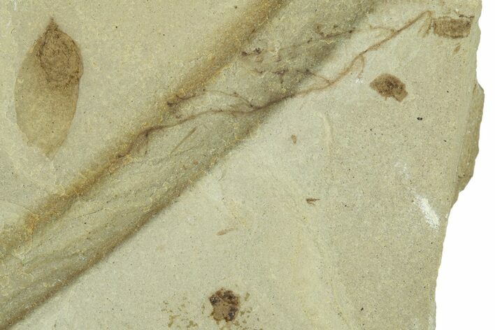 Fossil Samara (Winged Seed) - Green River Formation, Utah #368762